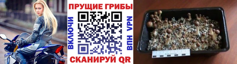 продажа наркотиков  Богучар  Галлюциногенные грибы Magic Shrooms 